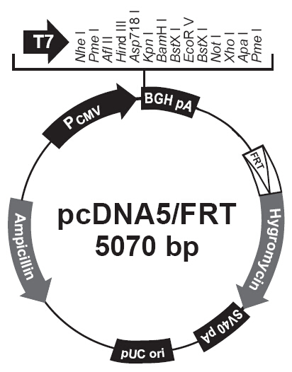 pcDNA5\/FRT